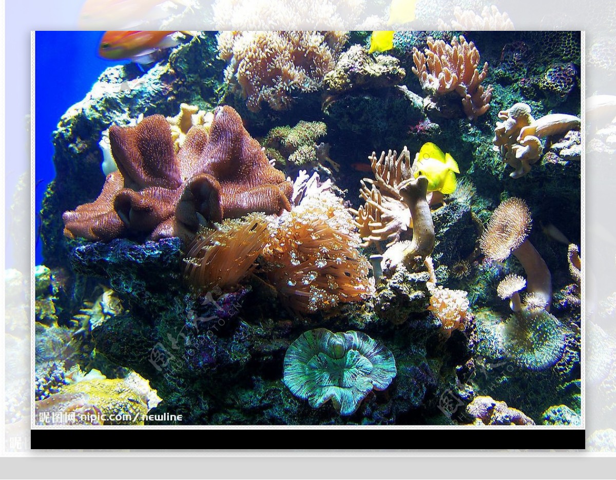 珊瑚海底世界图片