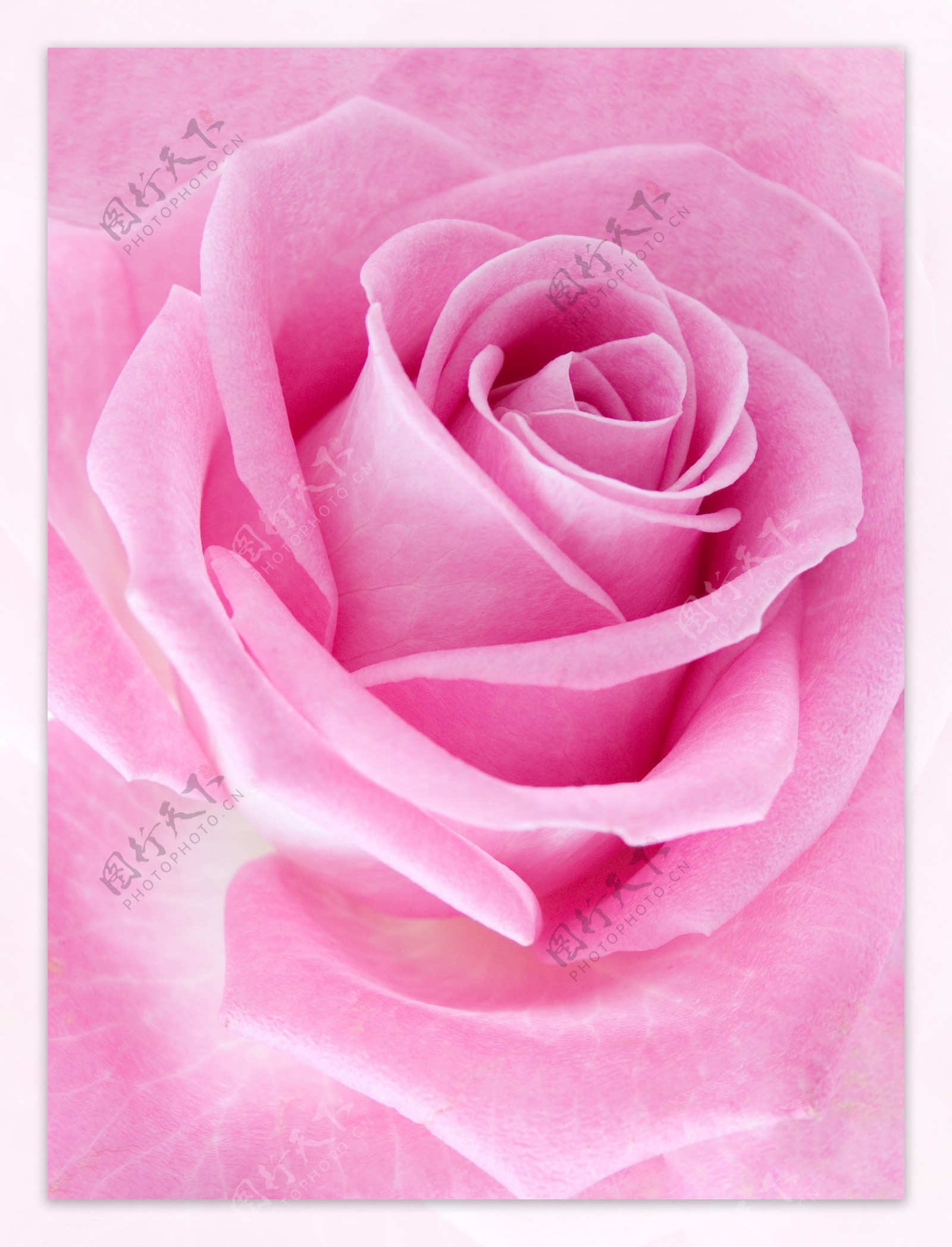 粉玫瑰图片