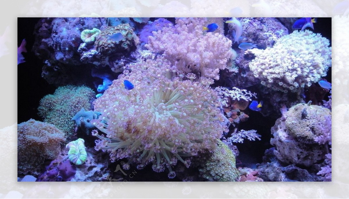 海洋珊瑚鱼类图片
