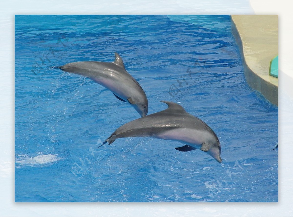 飞跃的海豚高清图图片