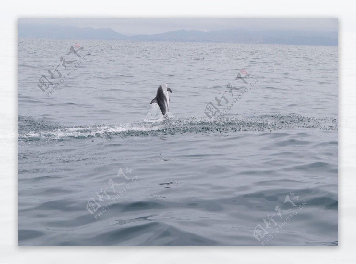 新西兰凯库拉观鲸之跳舞的海豚图片