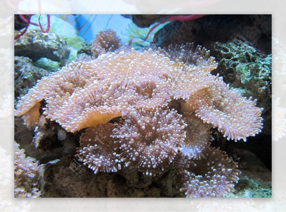 香菇珊瑚图片