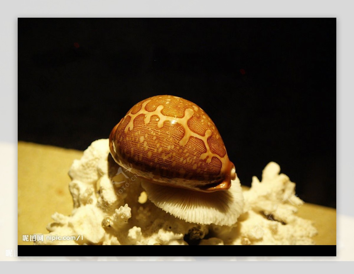 贝壳1图片