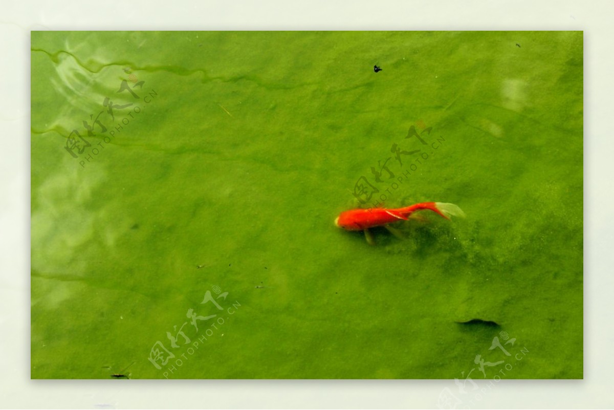 水底小红鱼图片