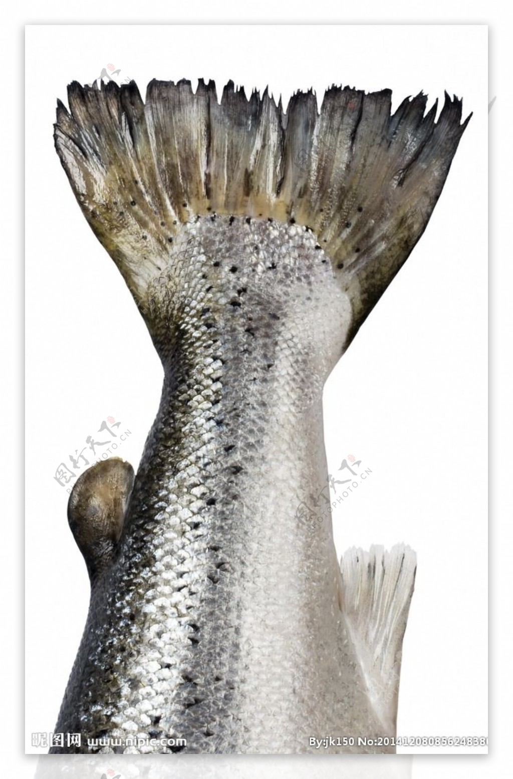 大马哈鱼-名特食品图谱-图片