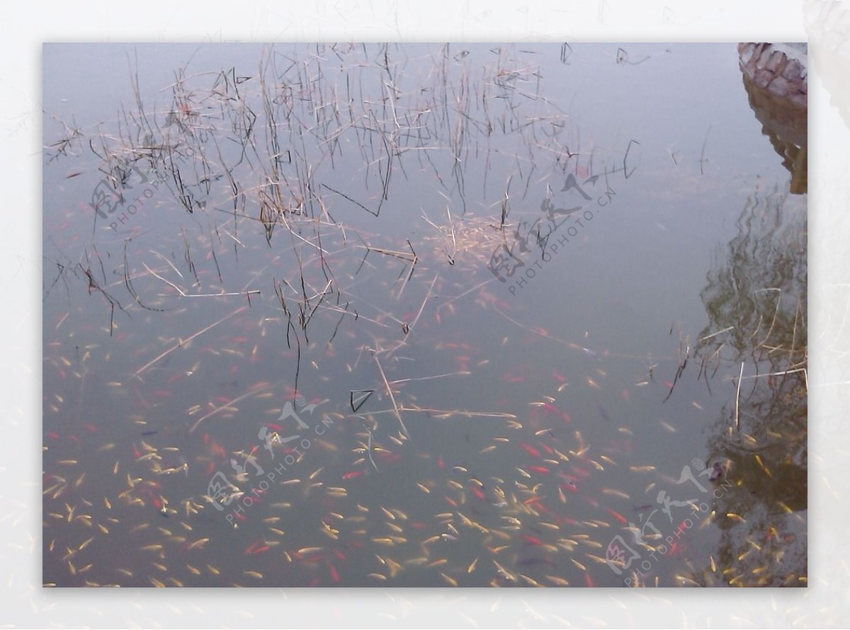 是什么让庭院池塘如此的美妙动人，是什么让池中锦鲤那么的欢快活跃？_系统