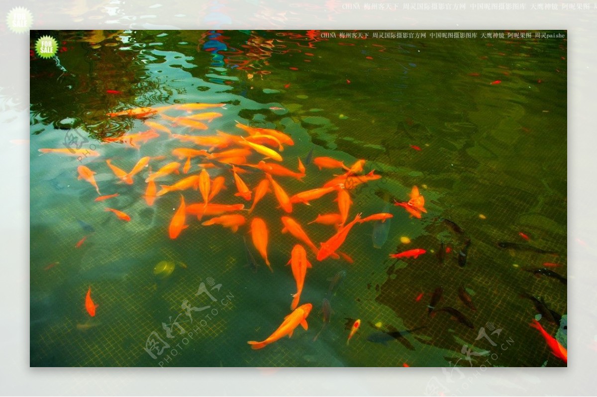 红鲤鱼景观鱼图片