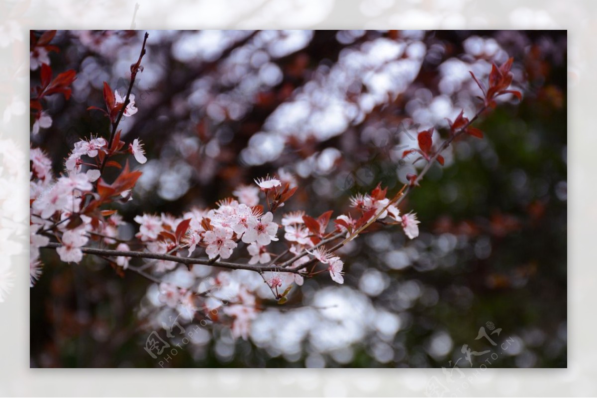 桃花图片