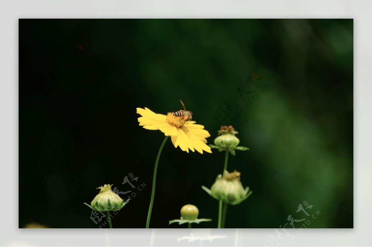 蜜蜂野菊花图片
