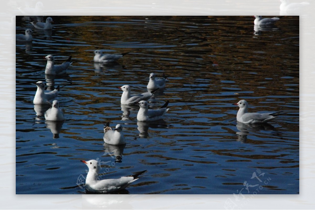 湖面游弋的海鸥图片