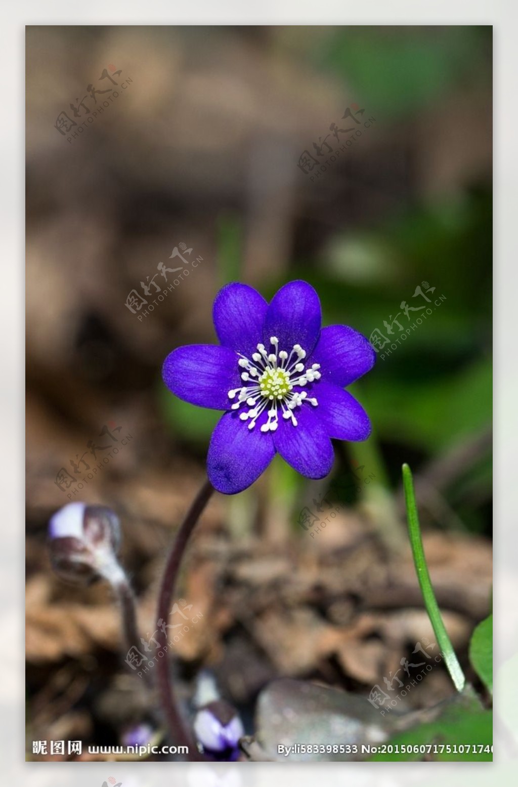 蓝色的花图片