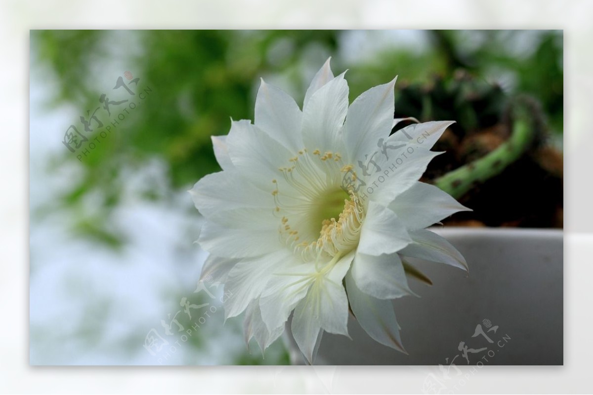 仙人掌花图片