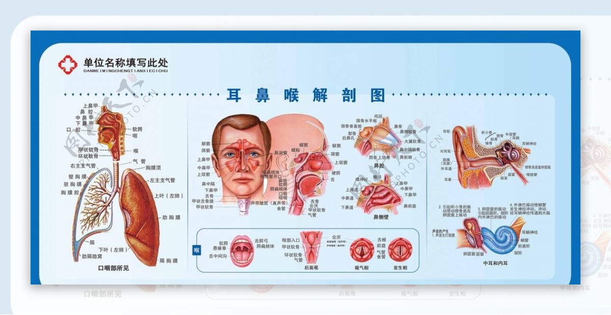 五官科解剖图图片