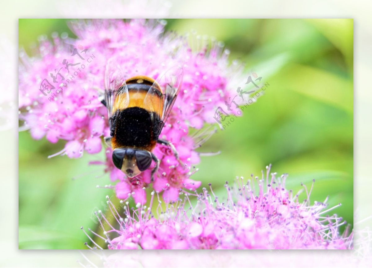 粉色花里蜜蜂图片