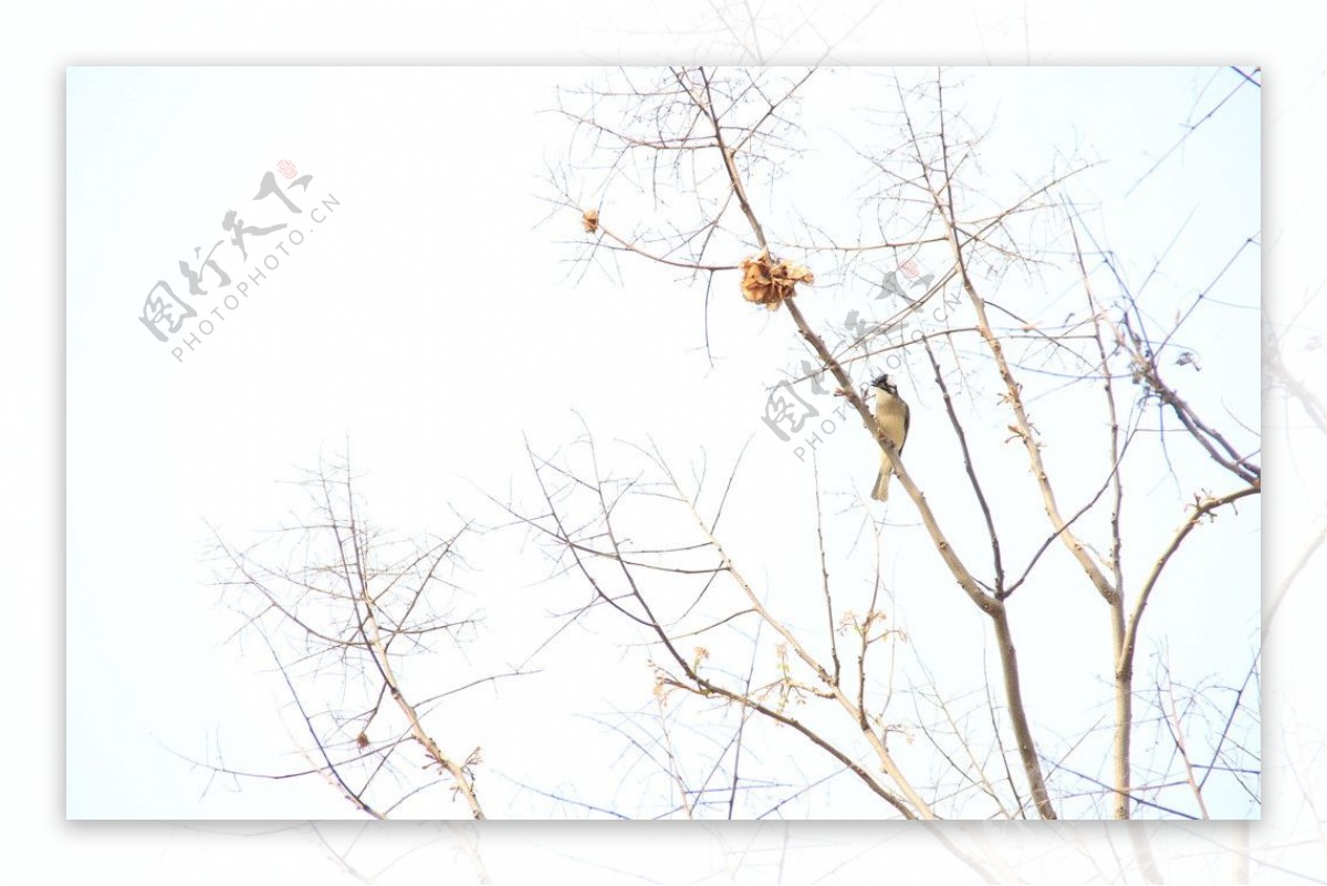 树鸟图片