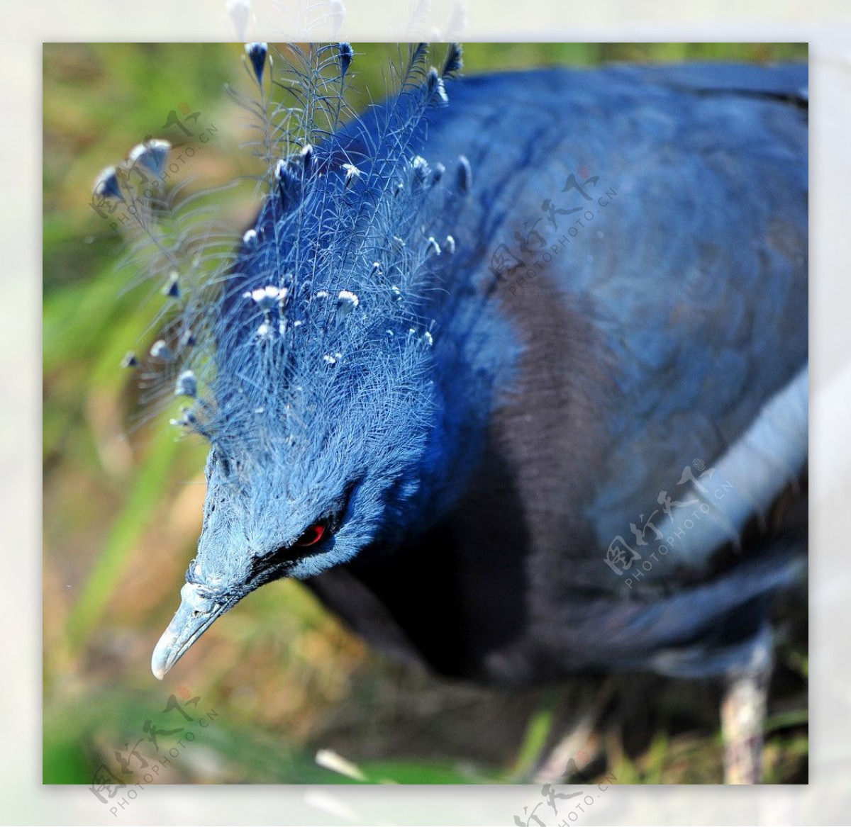 紫胸斑鸠图片