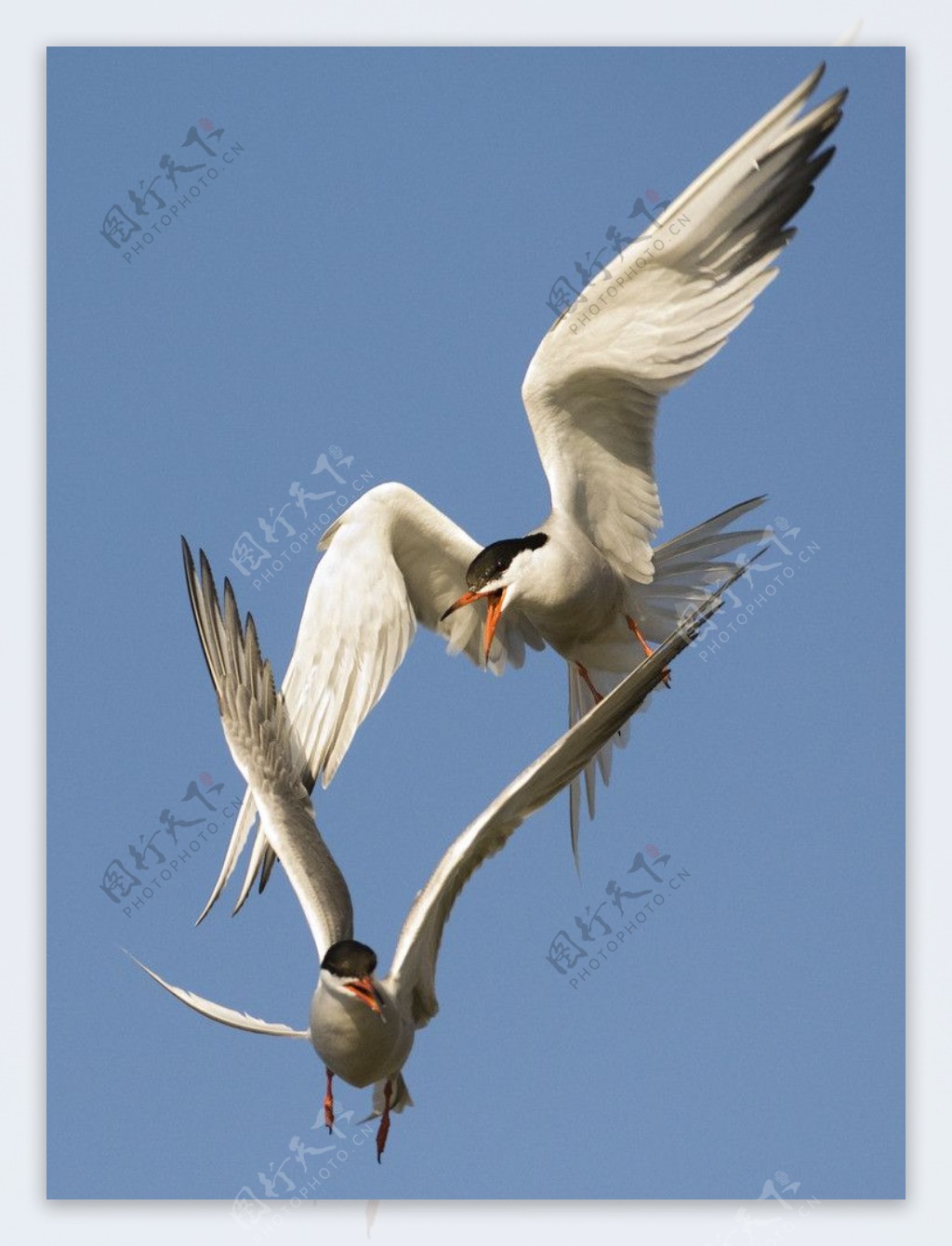海鸥飞鸟图片