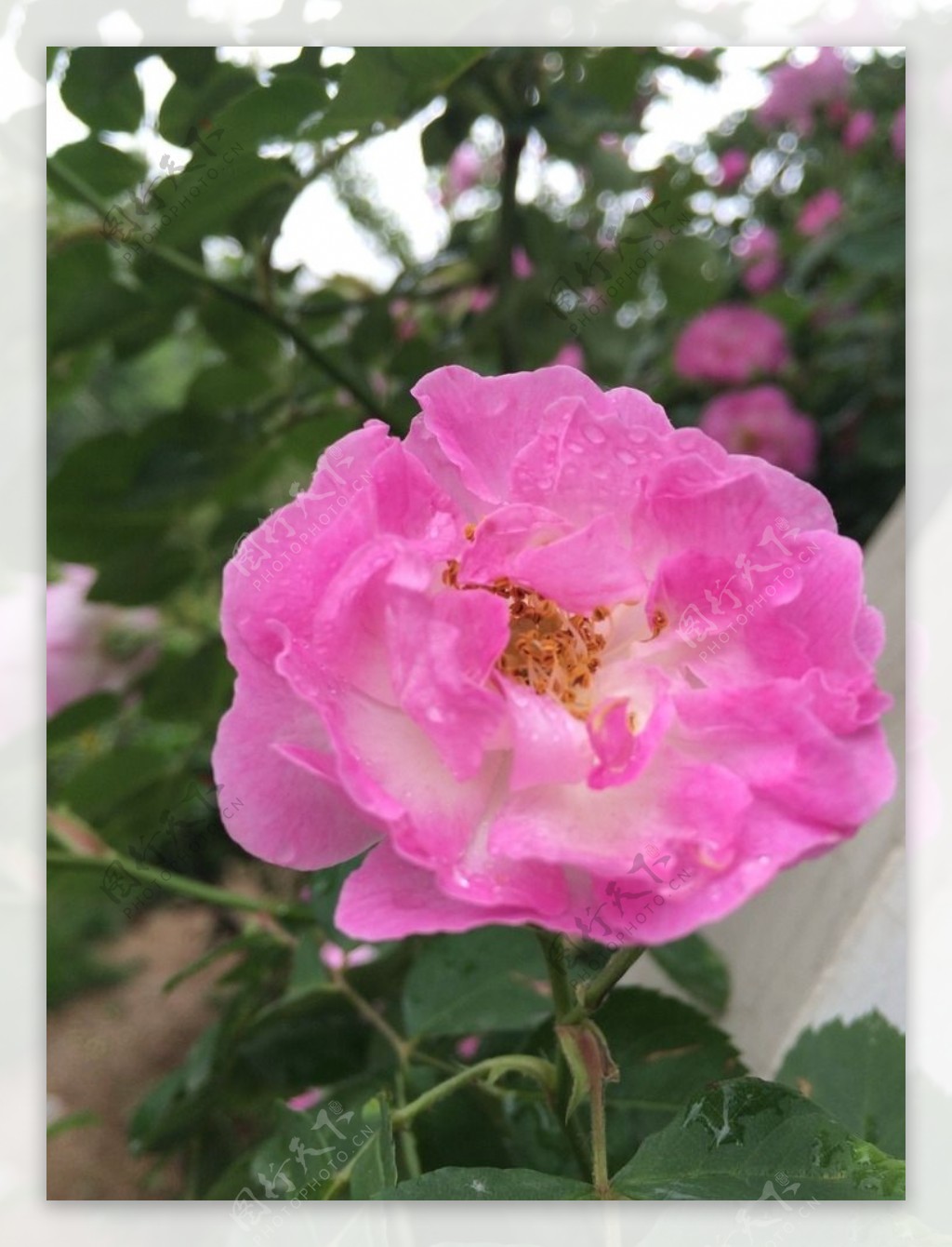 害怕买花收到蔷薇“小白花”，不如种些园艺蔷薇品种，好看耐养|蔷薇|粉团|小白花_新浪新闻