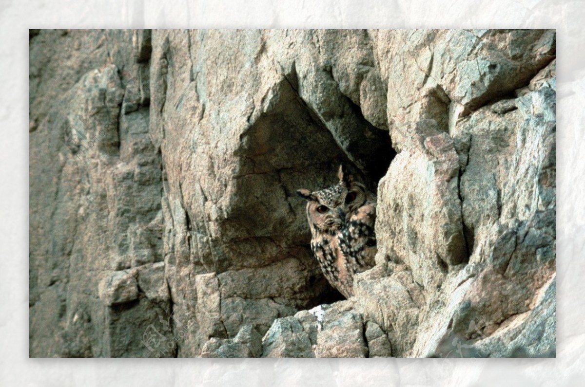 猫头鹰洞穴图片
