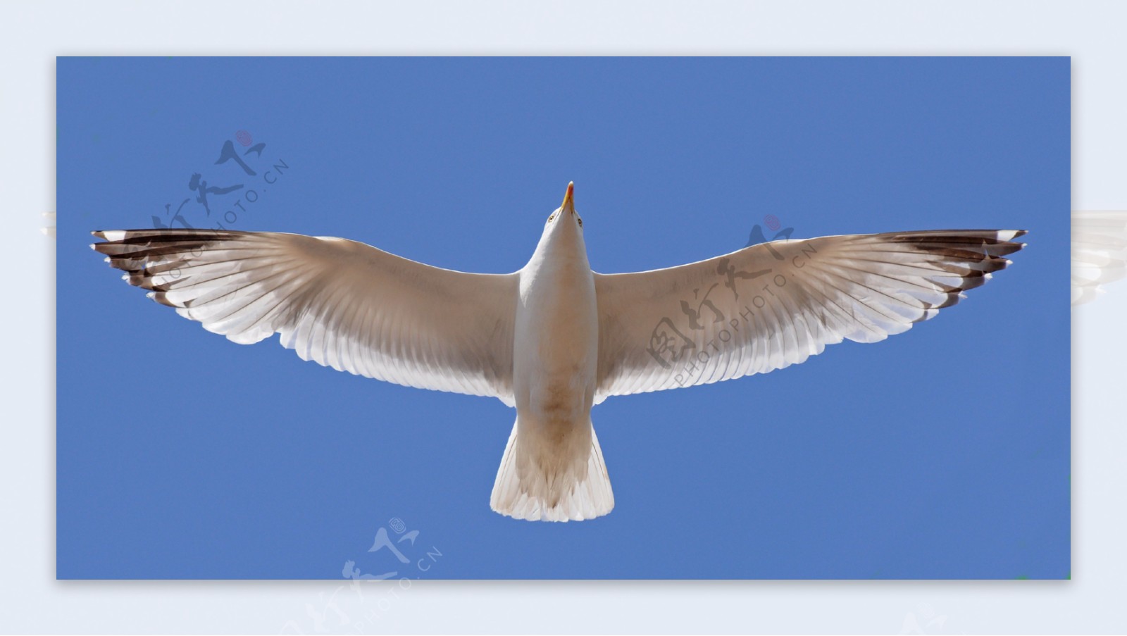 展翅海鸥图片