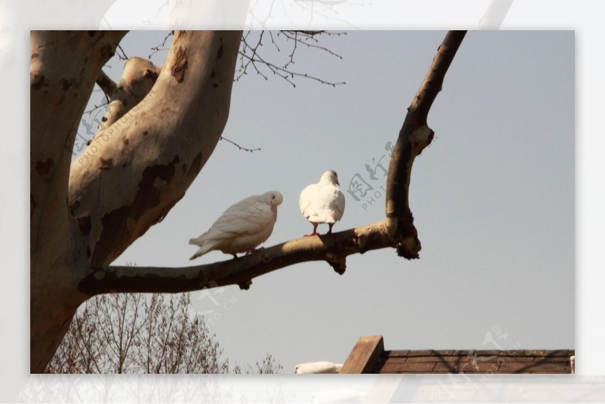 树枝上的白鸽图片