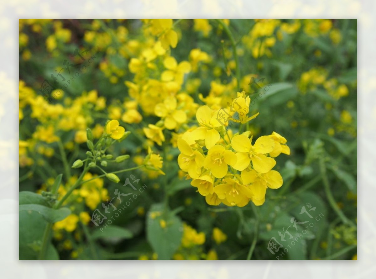 油菜花图片