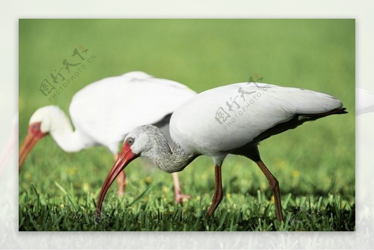 高分辨率动物鸟类鹤图片