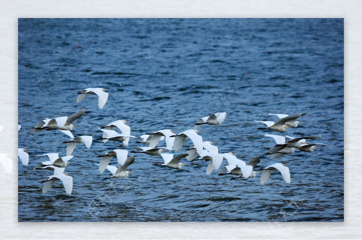 鹭群飞过湖面图片
