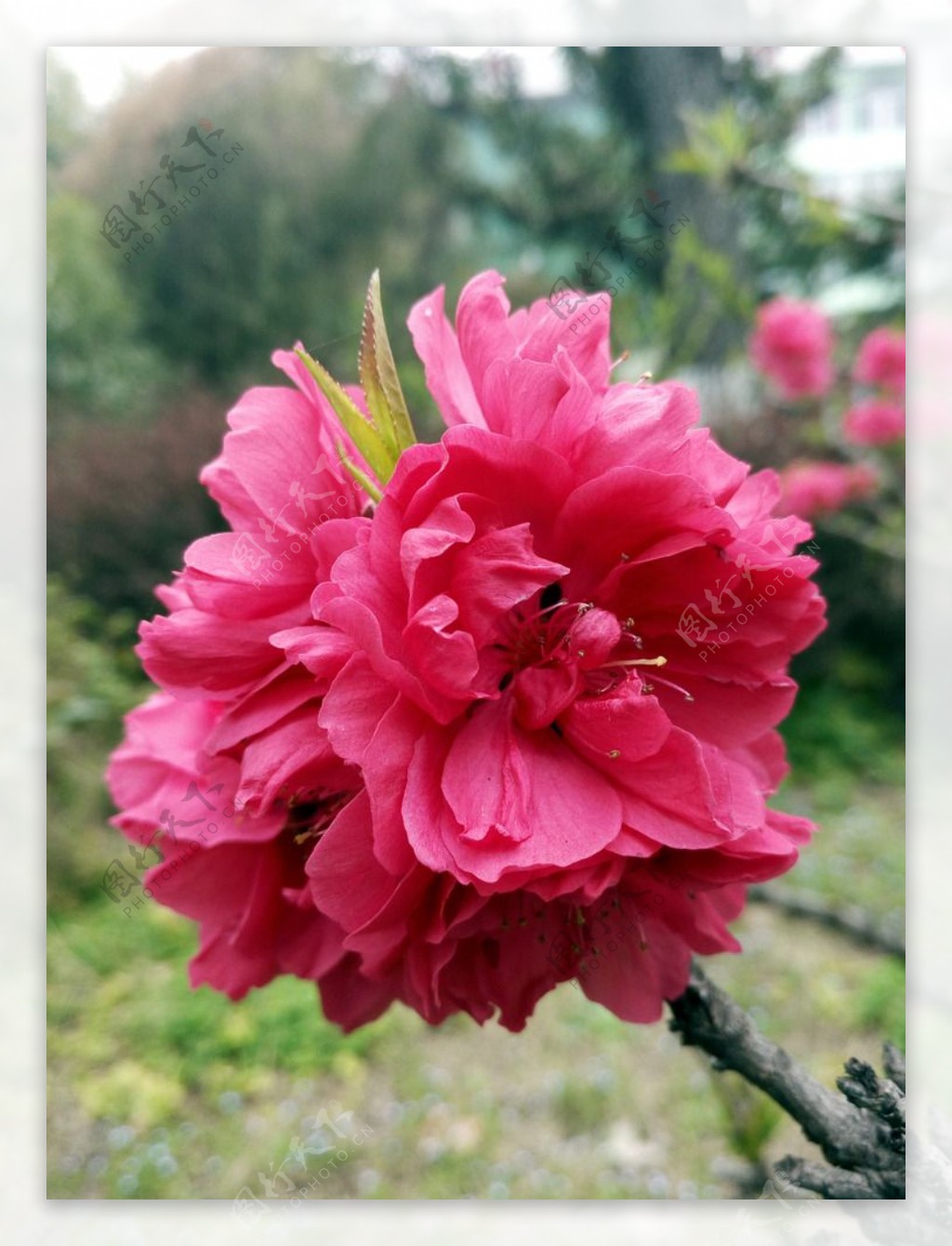 红桃花图片