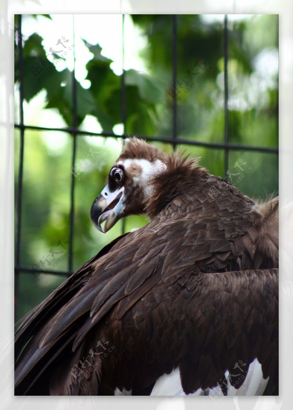 黑秃鹫 棕颈 食肉鸟 - Pixabay上的免费照片