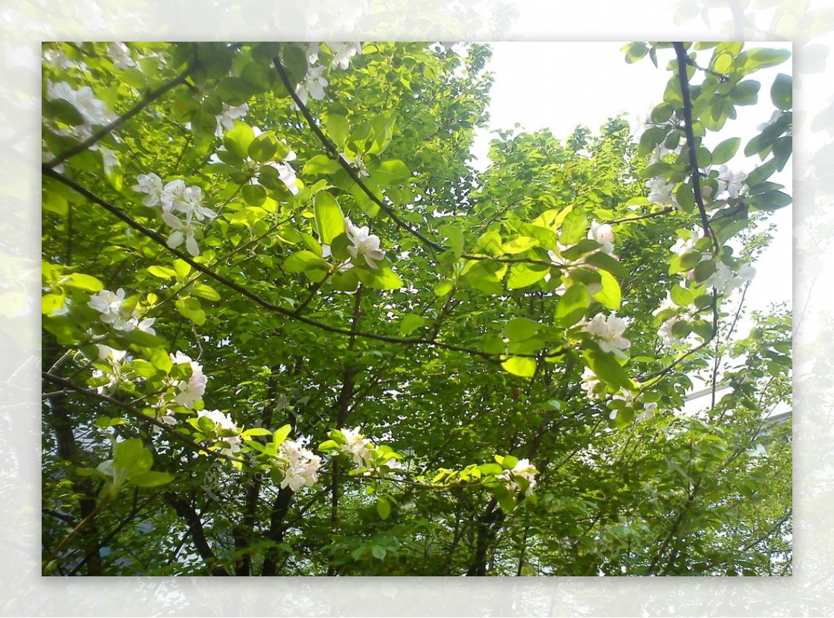 木瓜海棠树图片