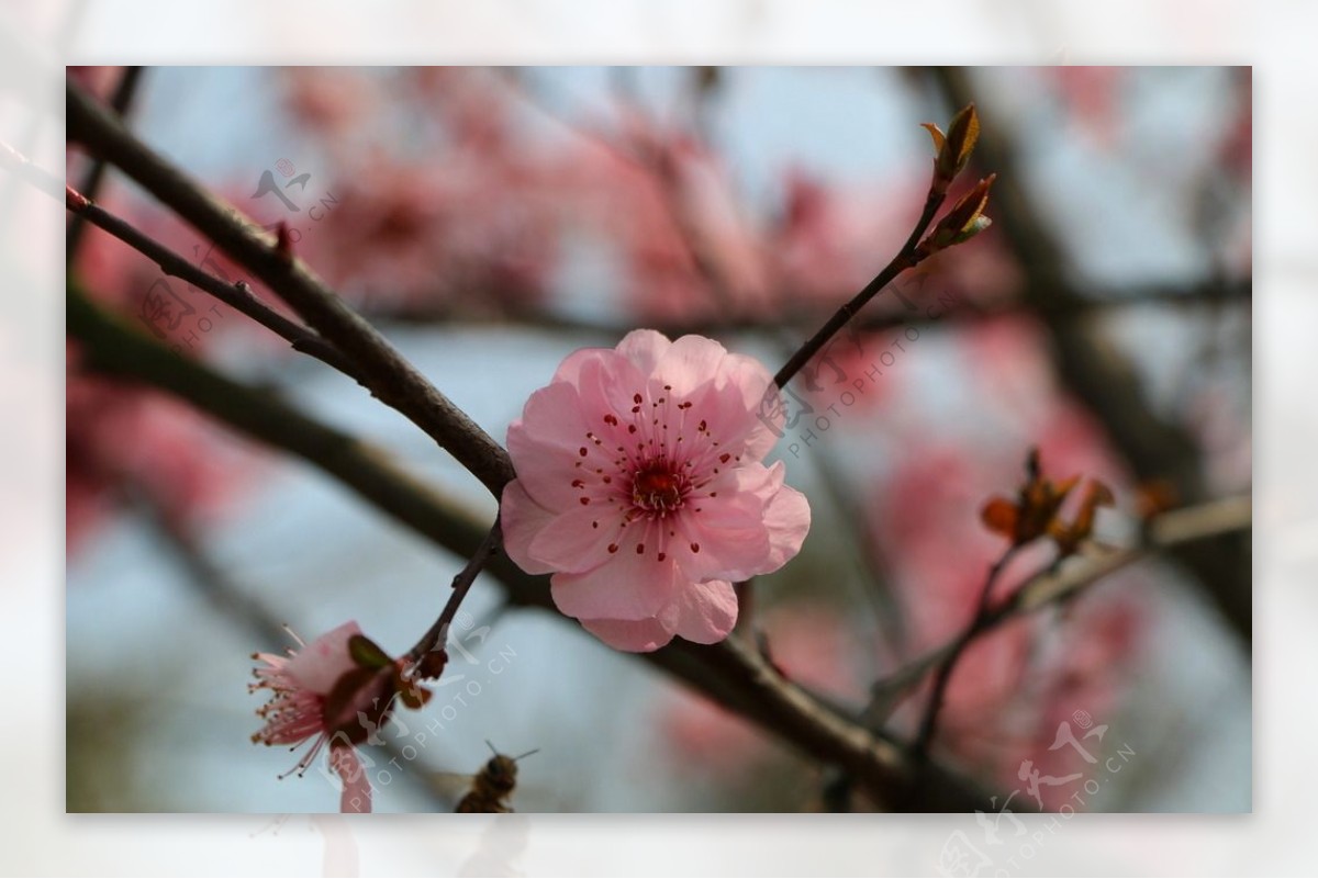 桃花图片