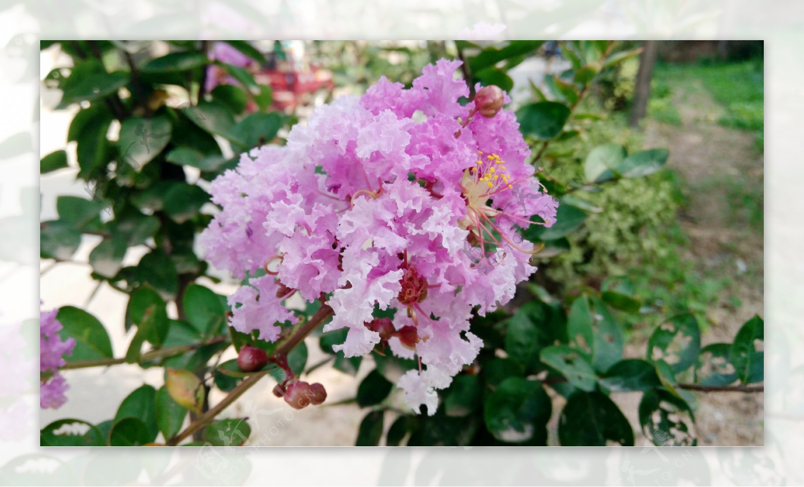 紫薇花粉红花红花图片