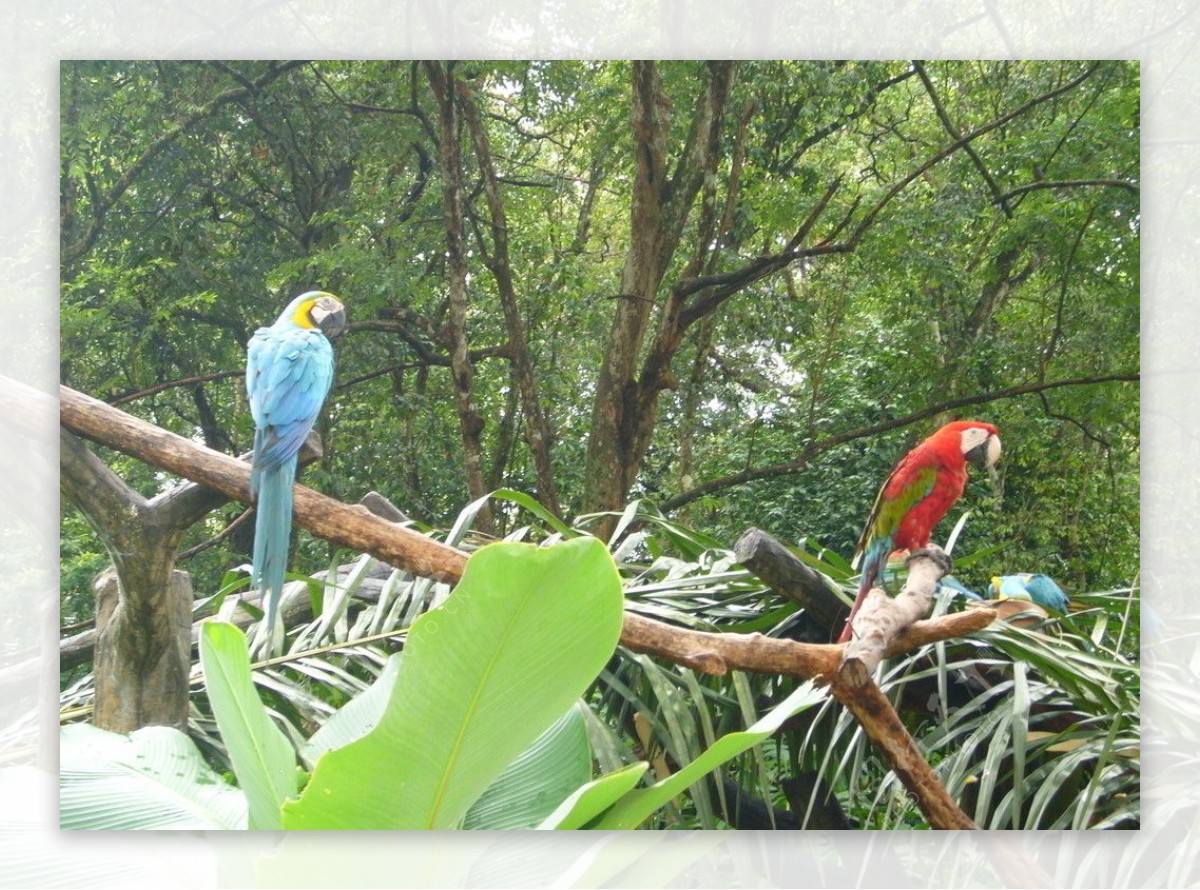 马六甲动物园的鸟图片