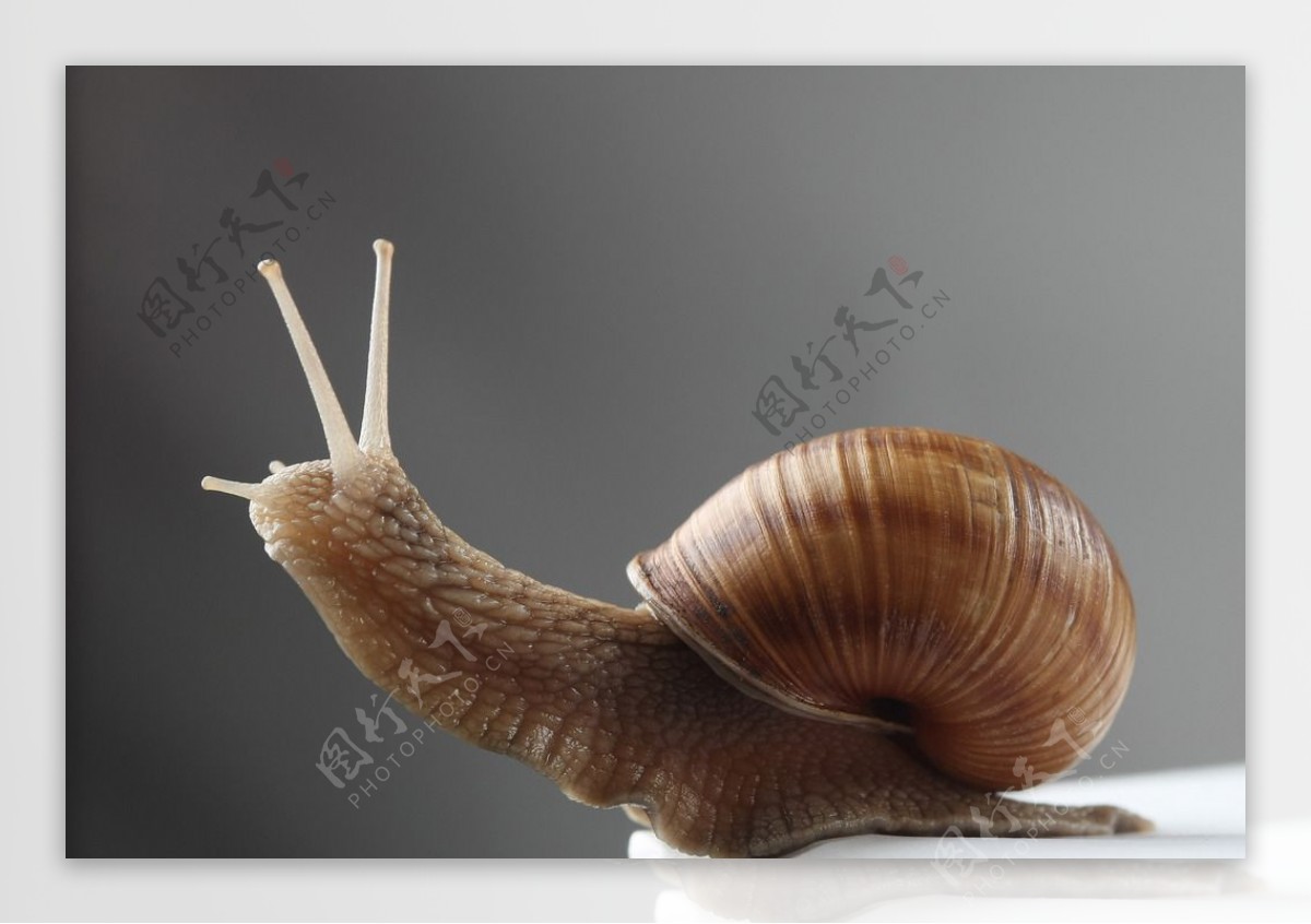 蜗牛图片素材-编号14410113-图行天下