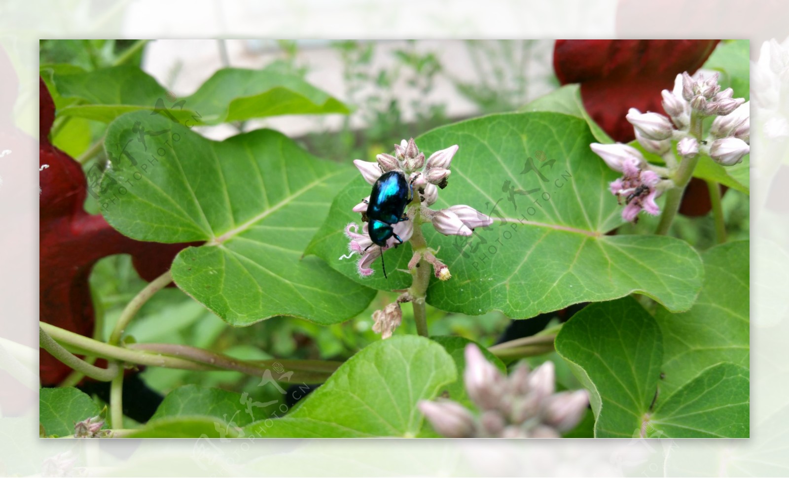 花朵上的蓝色甲虫图片