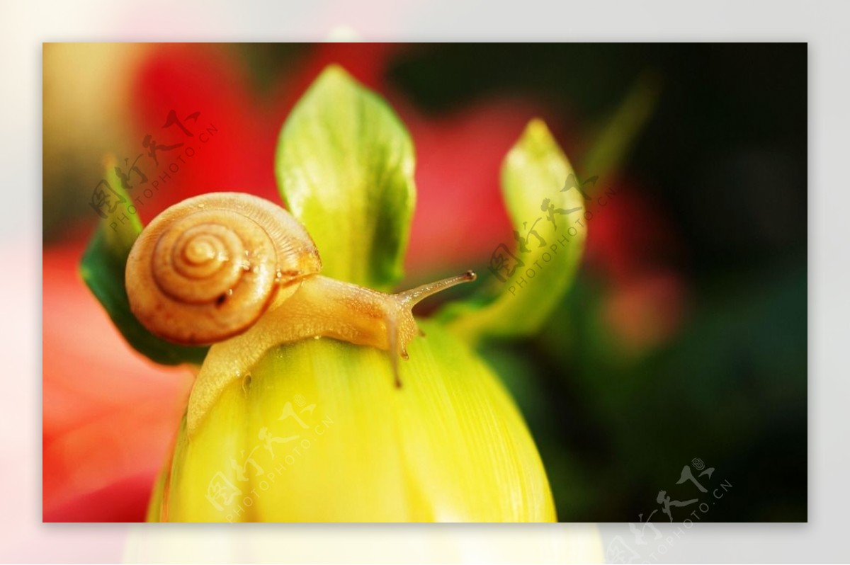 【微距作品—蜗牛摄影图片】生态摄影_sthq_太平洋电脑网摄影部落