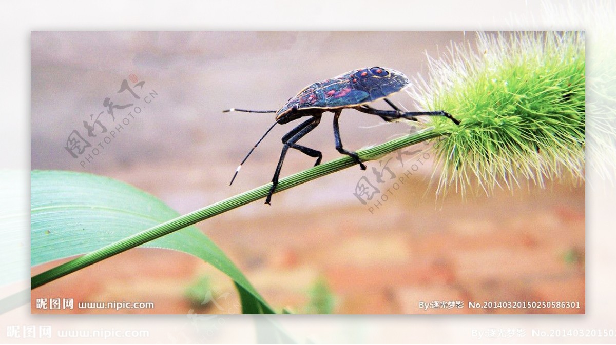 谷穗昆虫图片