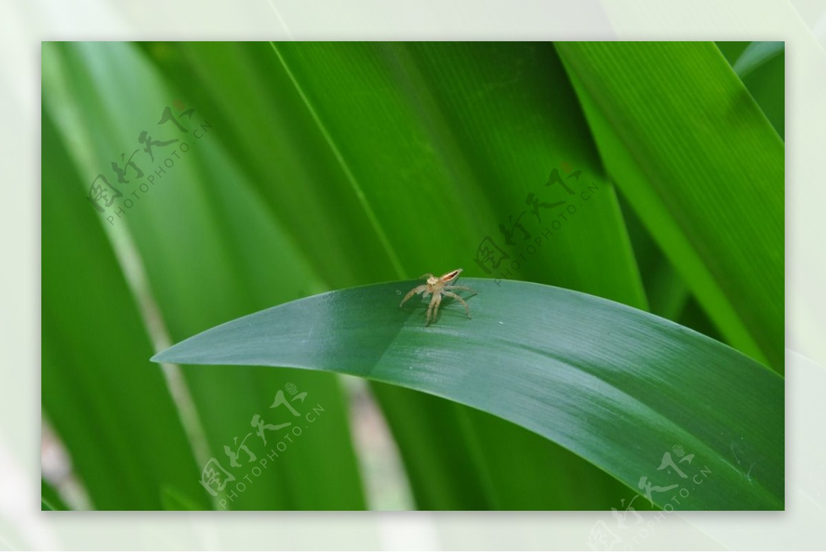 南山寺的小蜘蛛图片