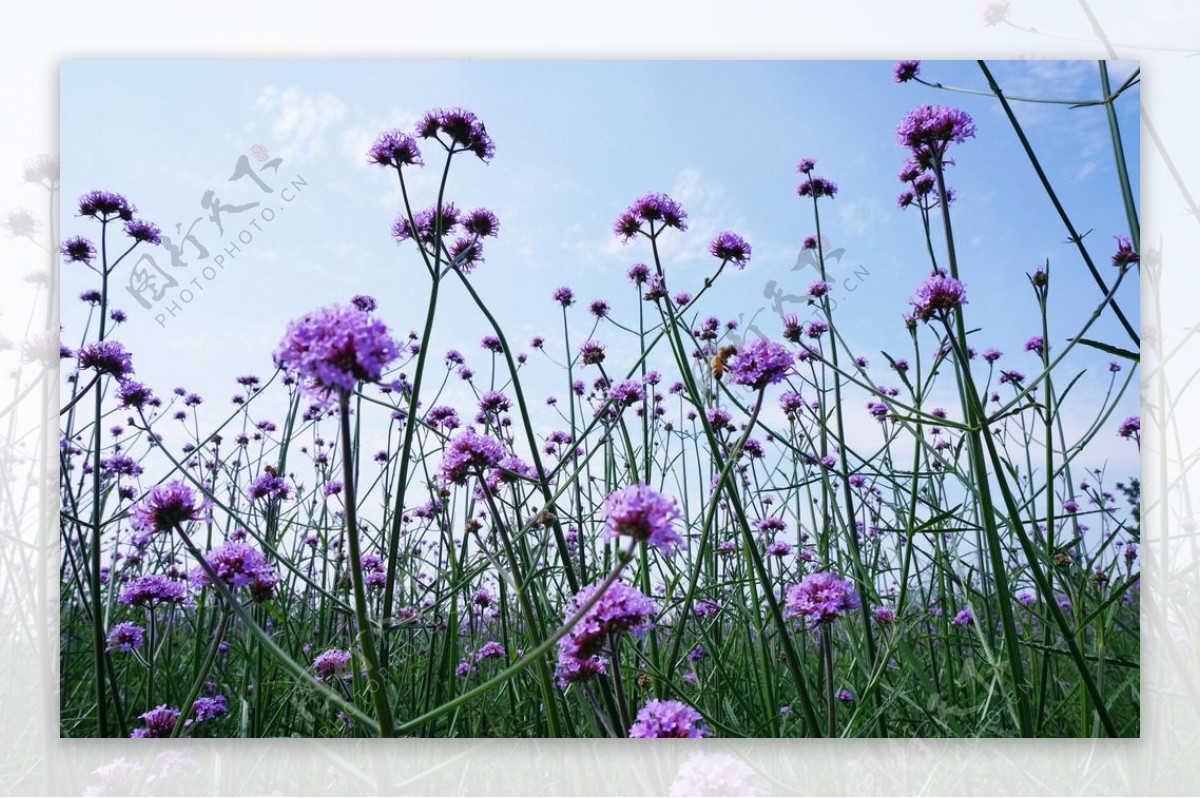 春天薰衣草花海图片