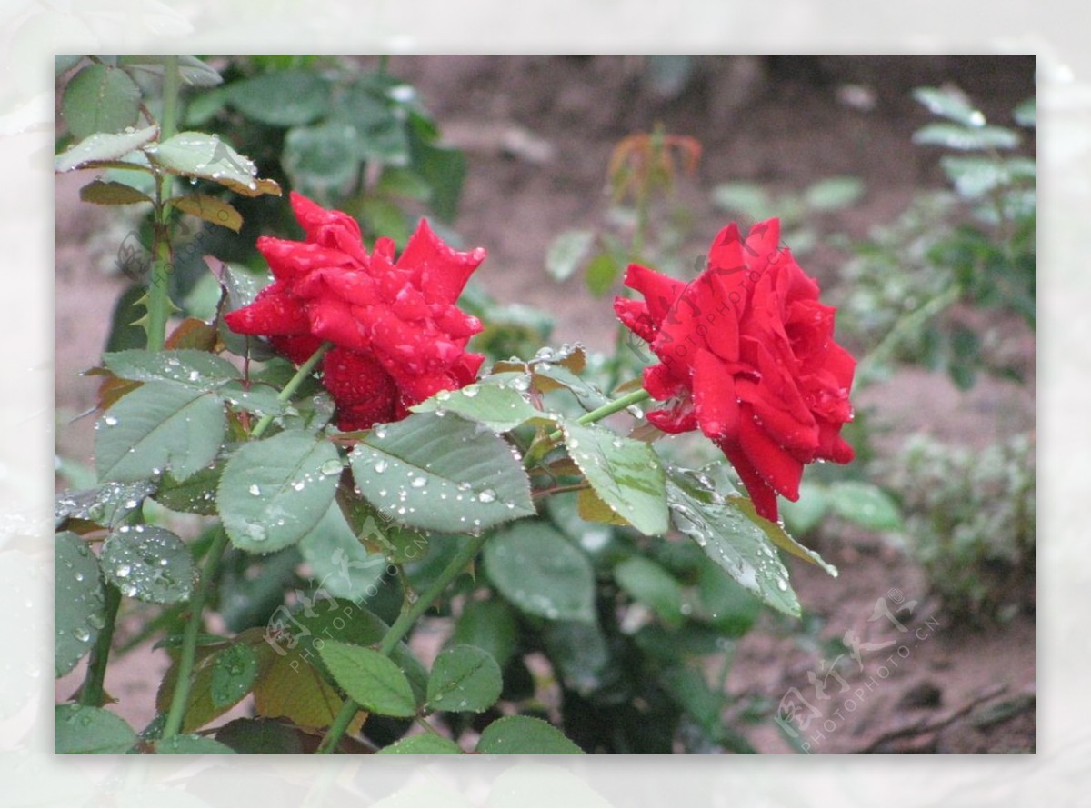 雨露月季花图片