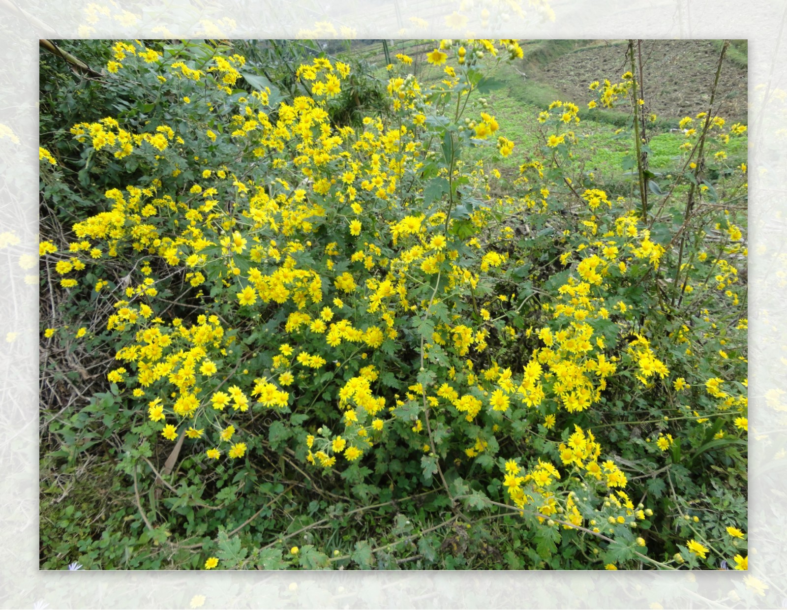 金黄色盛开的野菊花图片