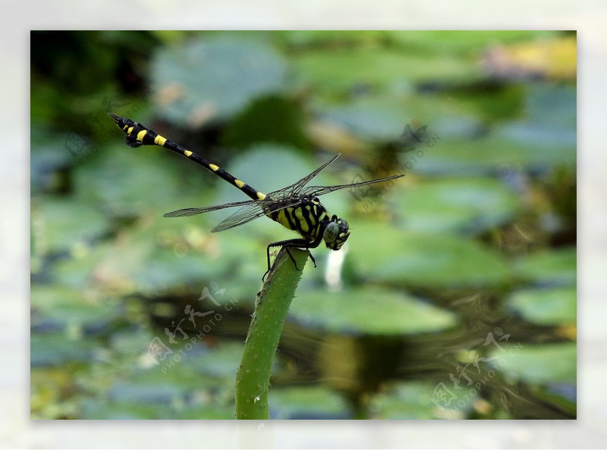 虎斑蜻蜓图片