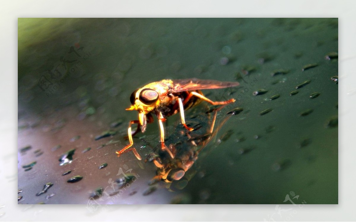 食蚜蝇图片