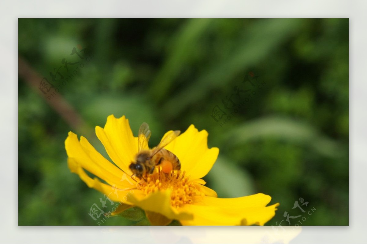 菜花蜜的小蜜蜂图片