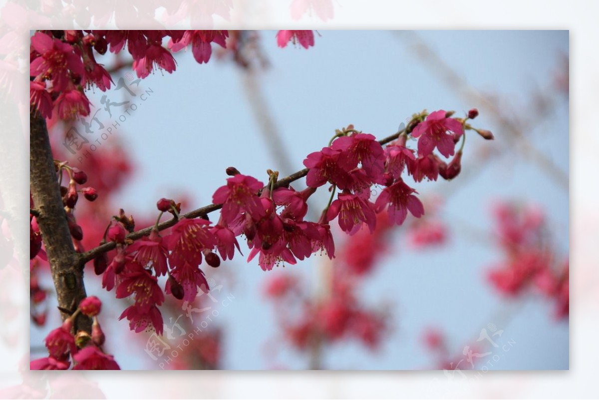 永福樱花图片