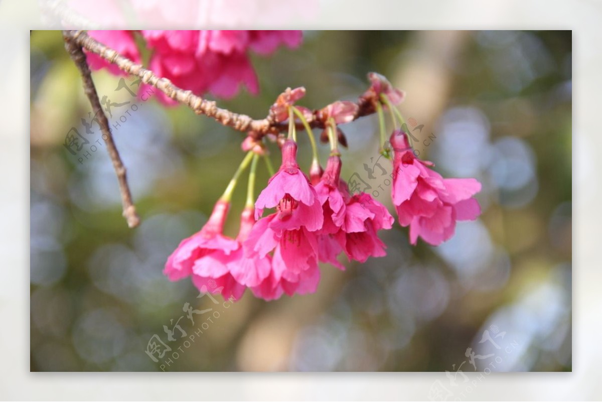 永福樱花图片