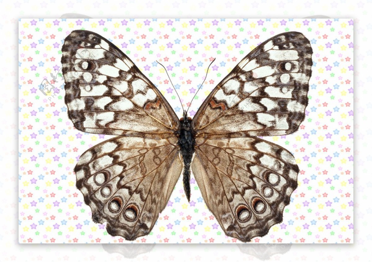 黑白相间网状纹理蝴蝶图片