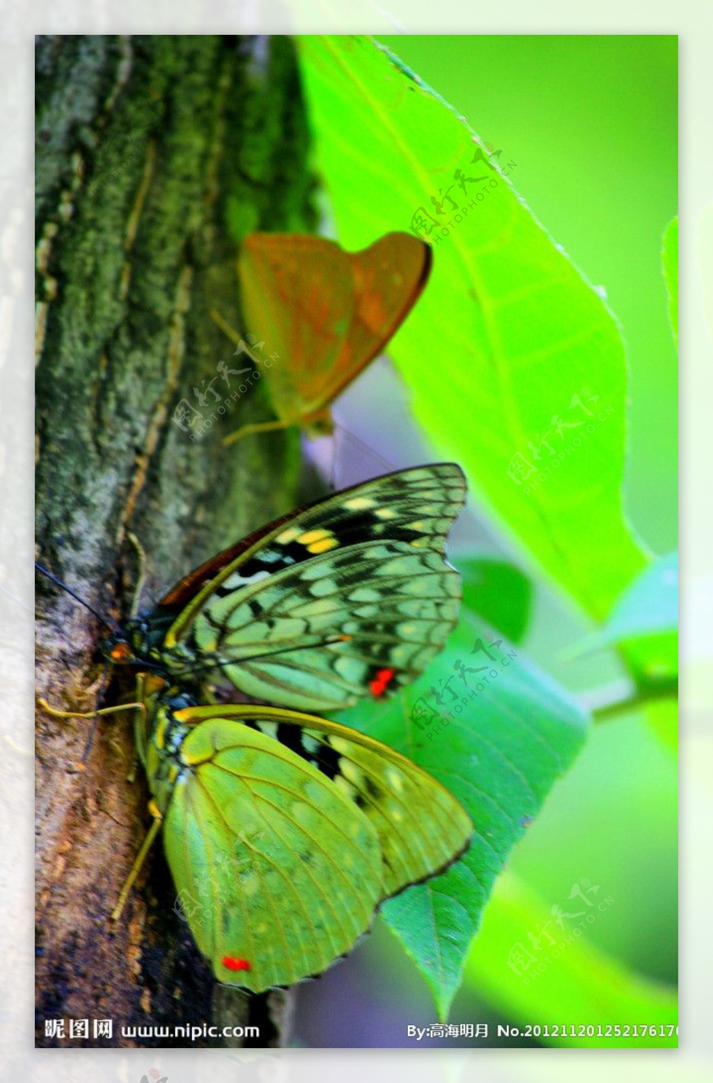 花丛中的两只蝴蝶图片素材_免费下载_jpg图片格式_VRF高清图片500486741_摄图网