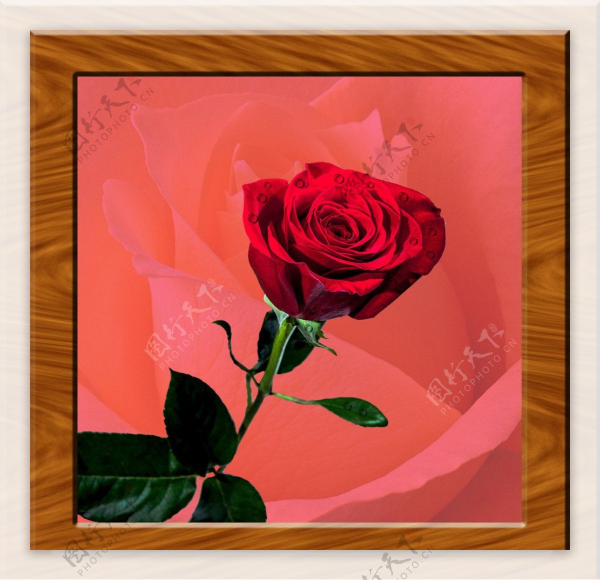 红玫瑰装饰画图片